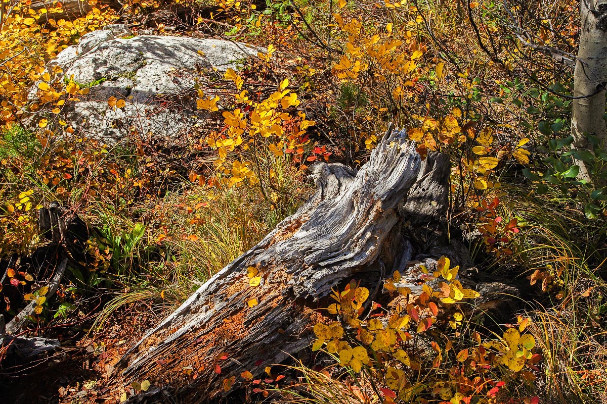 Taggert Lake trail Grand Teton National Park Wyoming