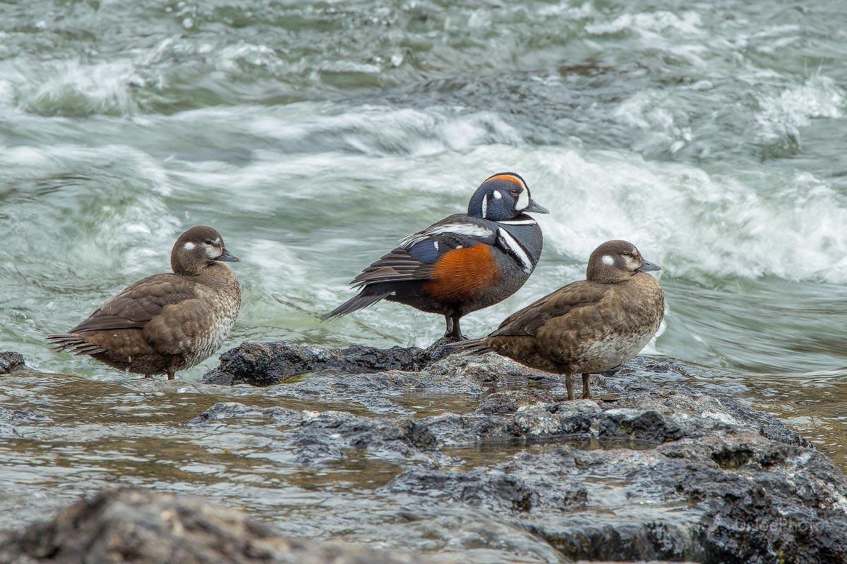 Harlequin Duck LeHardy Rapids Yellowstone Wyoming