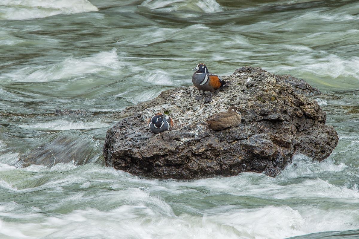 Harlequin Duck LeHardy Rapids Yellowstone Wyoming