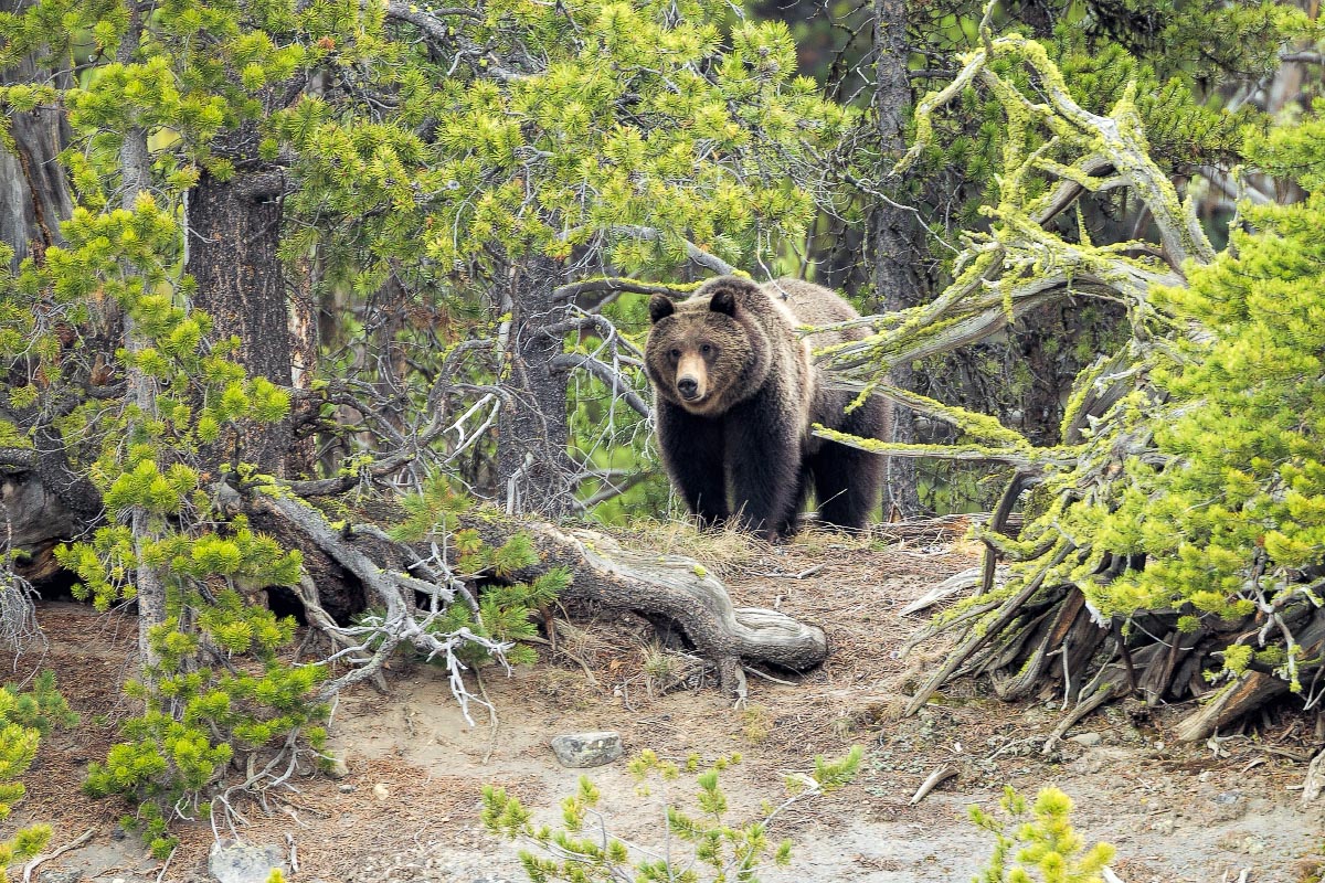 Grizzly Yellowstone Wyoming