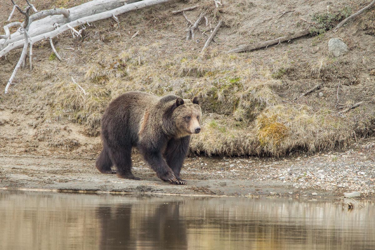 Grizzly Yellowstone Wyoming