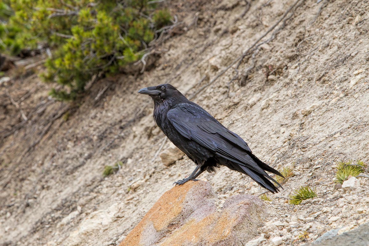 Common Raven Yellowstone Wyoming