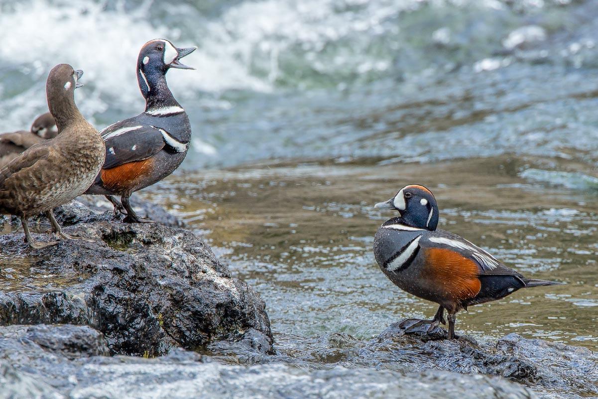 Harlequin Duck LeHardy Rapids Yellowstone Wyoming