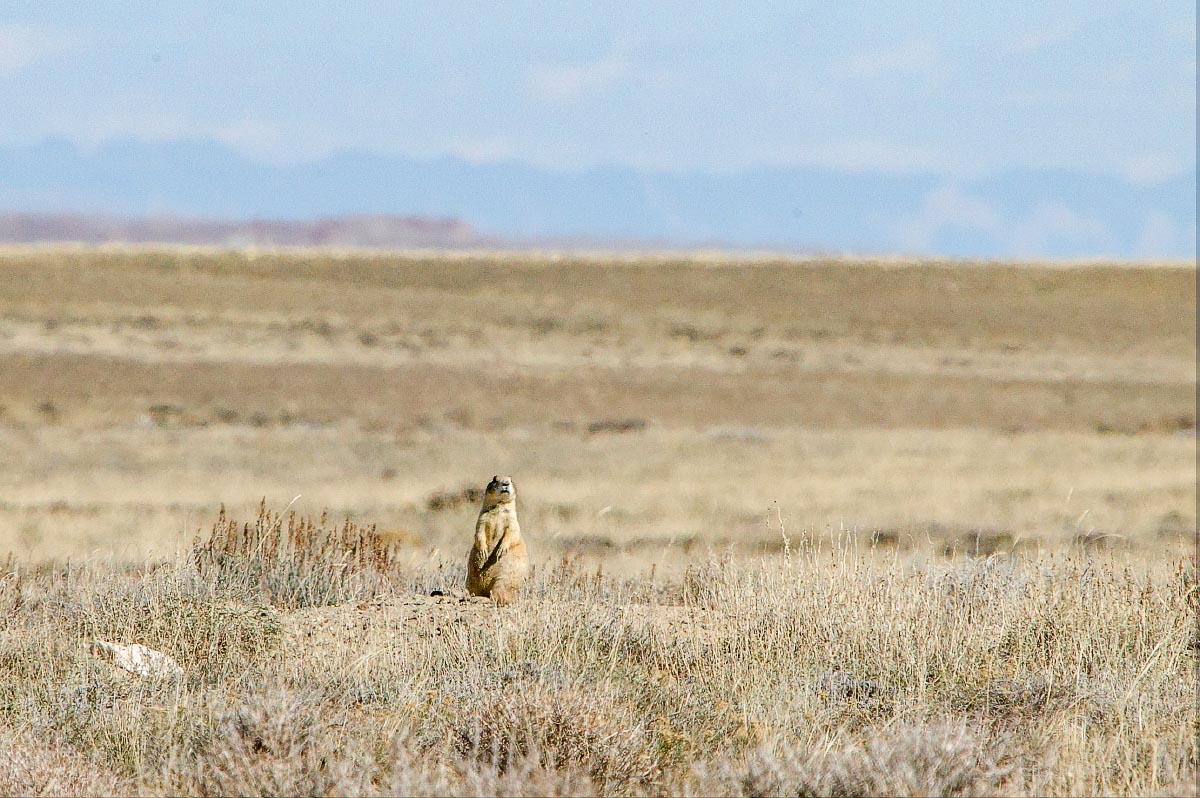 Red Desert Prairie Dog Wyoming
