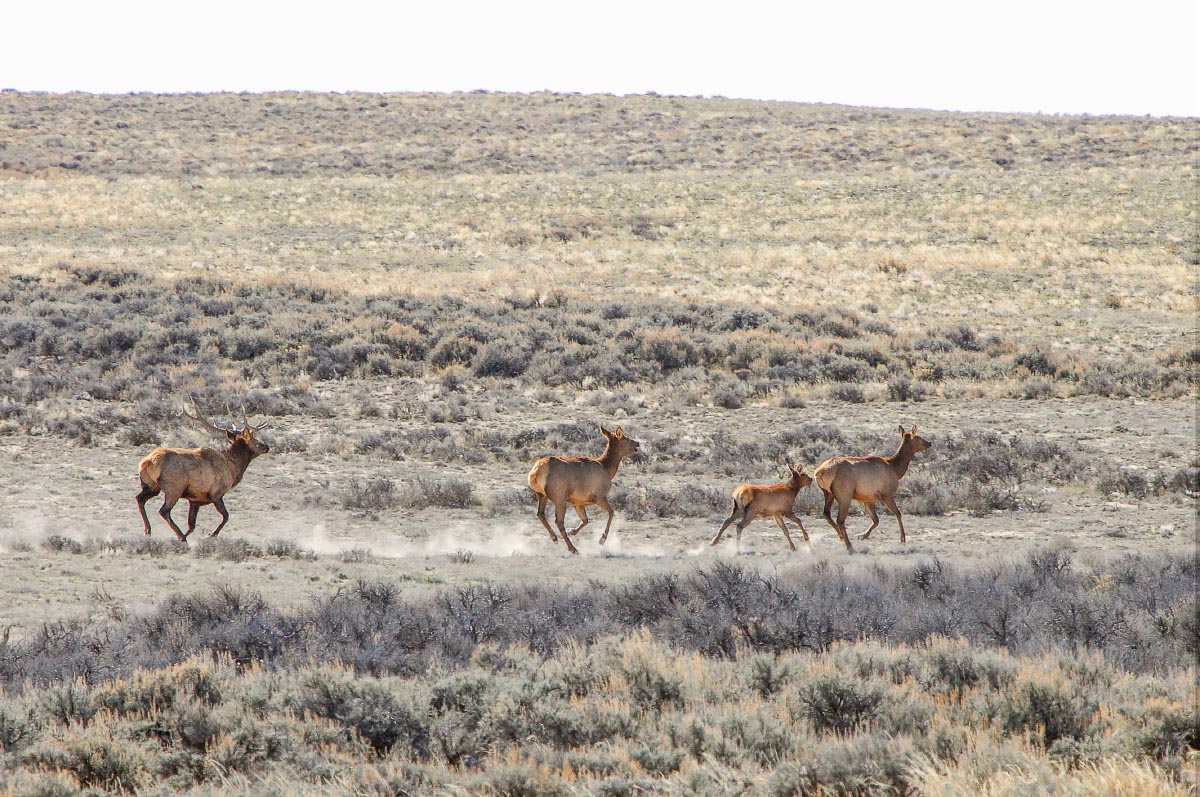 Red Desert elk Wyoming