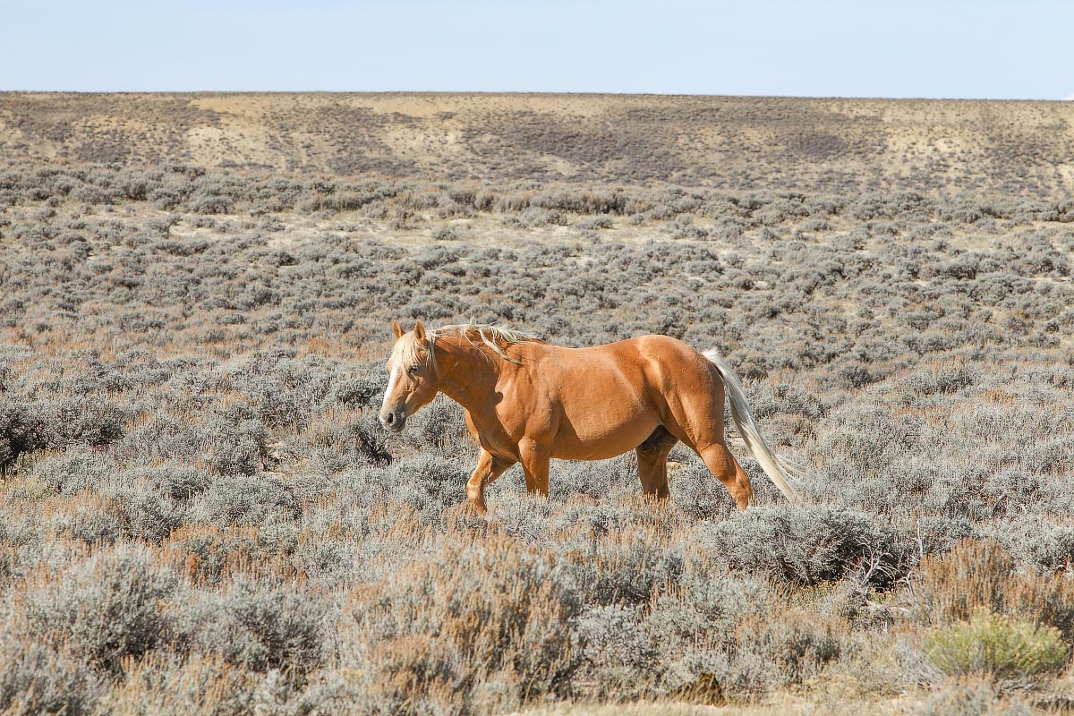 Red Desert wild horses Wyoming