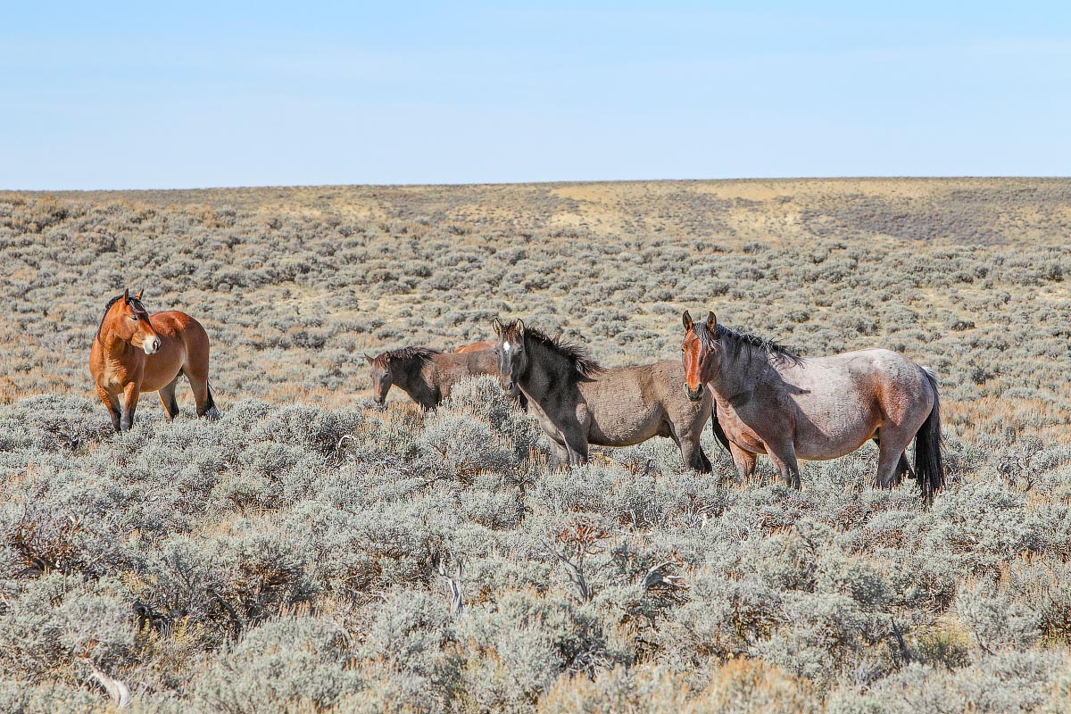 Red Desert wild horses Wyoming