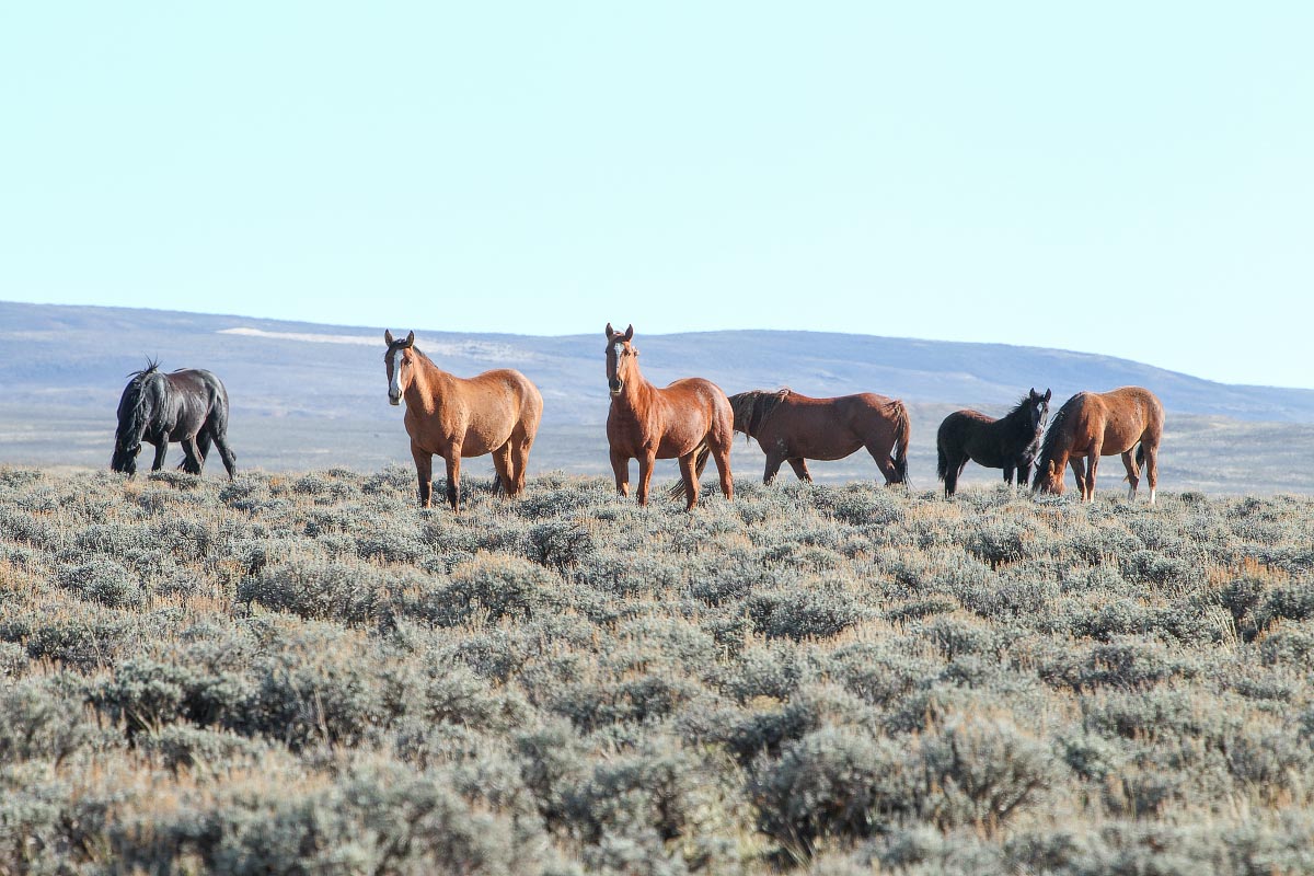 Red Desert wild horses Wyoming