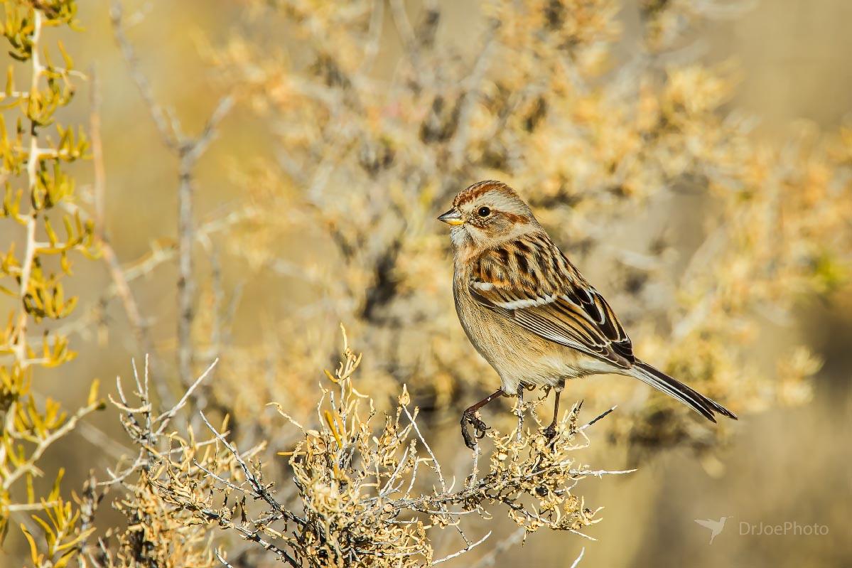 American Tree Sparrow Ocean Lake Wyoming