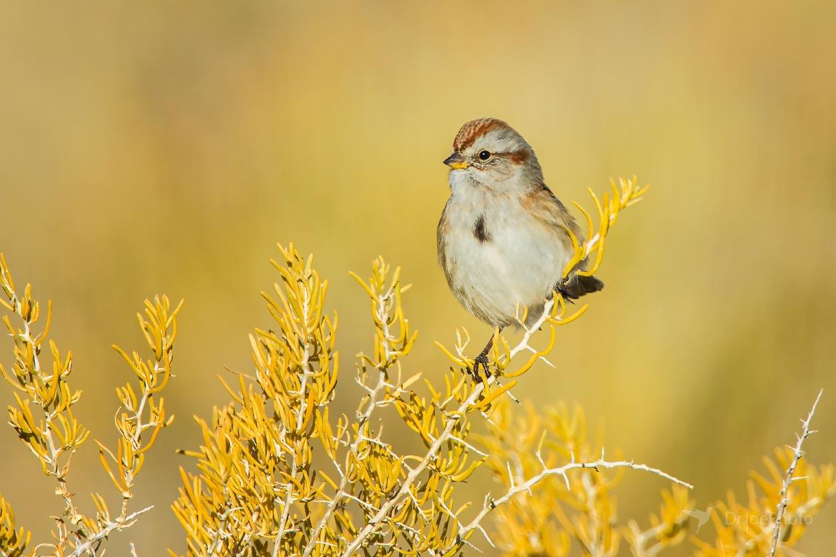 American Tree Sparrow Ocean Lake Wyoming