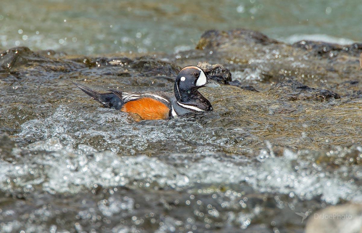 Harlequin Duck LeHardy Rapids Yellowstone Wyoming