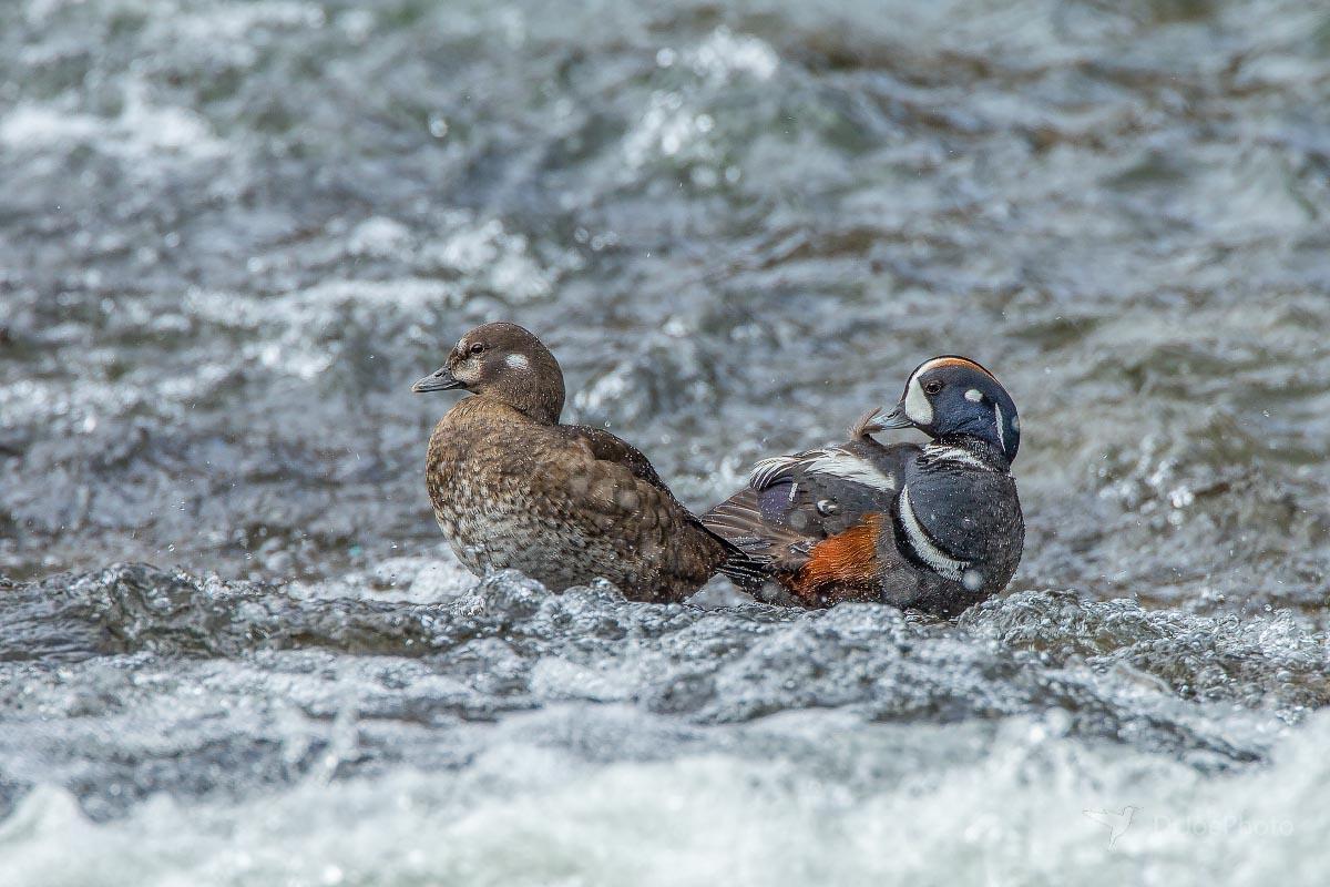 Harlequin Duck LeHardy Rapids Yellowstone Wyoming