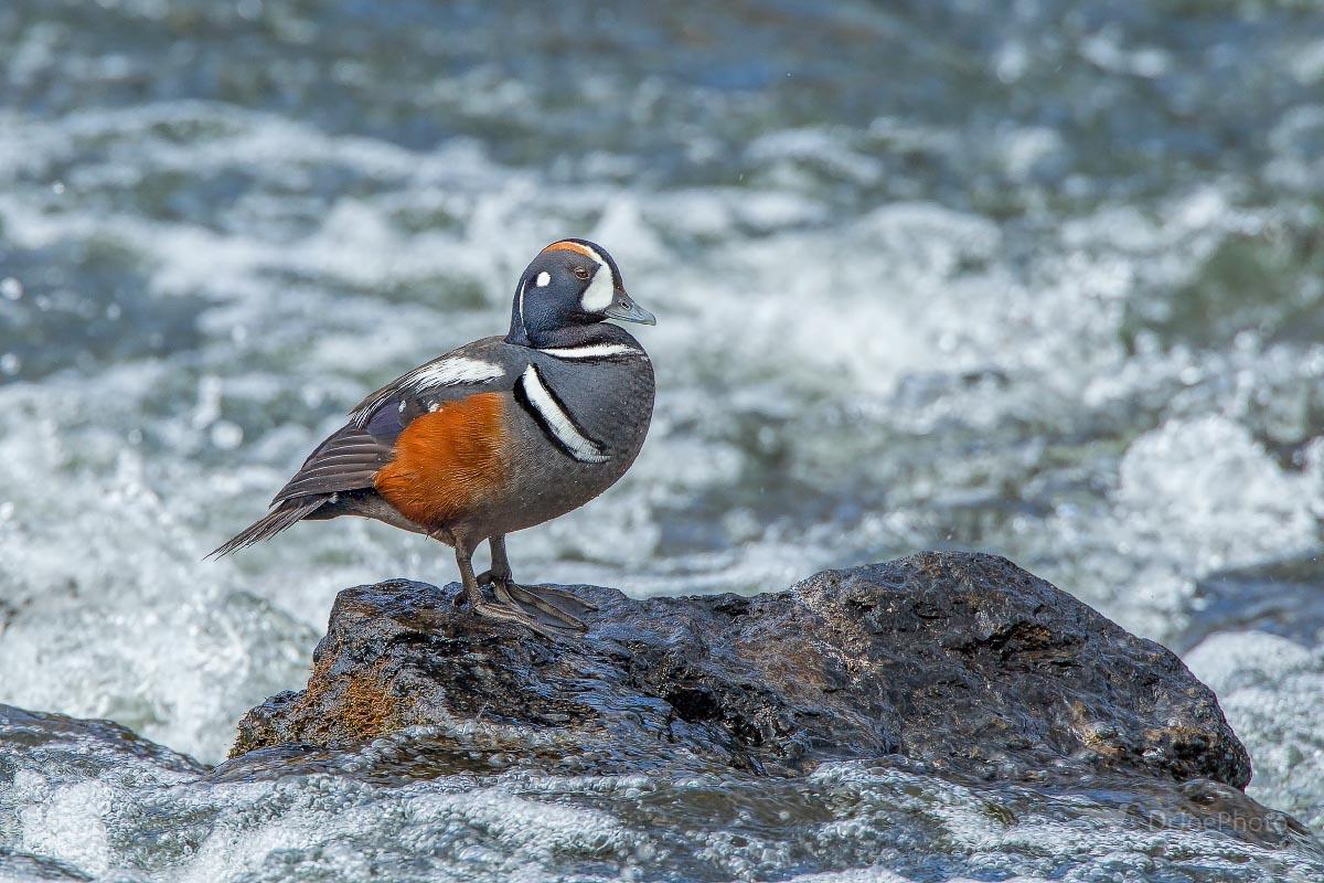 Harlequin Duck LeHardy Rapids Yellowstone Wyoming