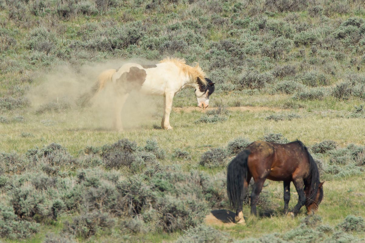 McCullough Peaks Wild Horses Wyoming