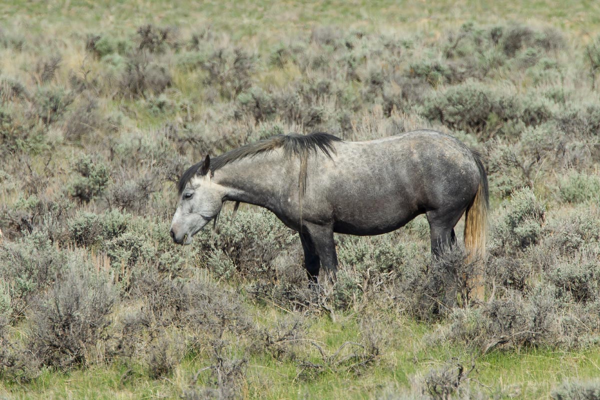 McCullough Peaks Wild Horses Wyoming