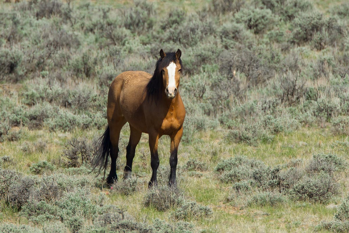 McCullough Peaks Wild Horses Wyoming
