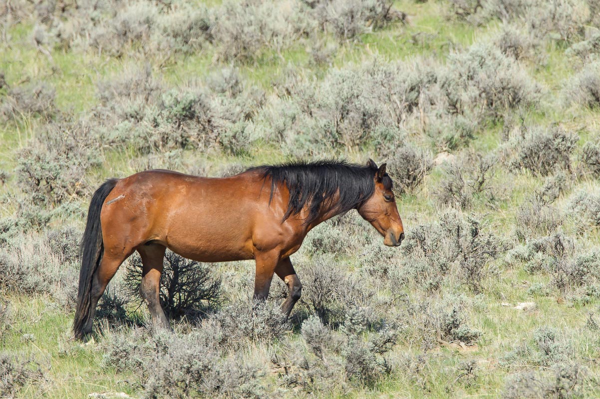 McCullough Peaks Wild Horses Wyoming