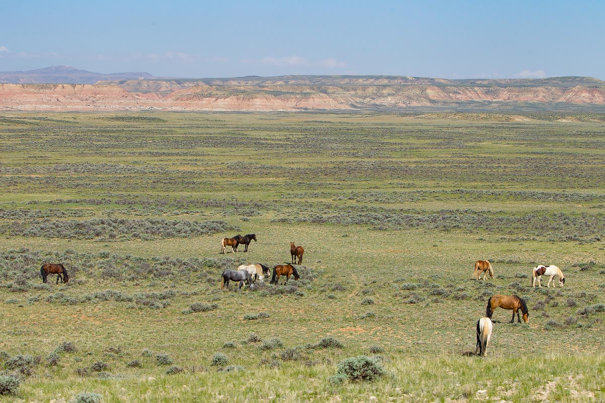 McCullough Peaks Wild Horses Wyoming