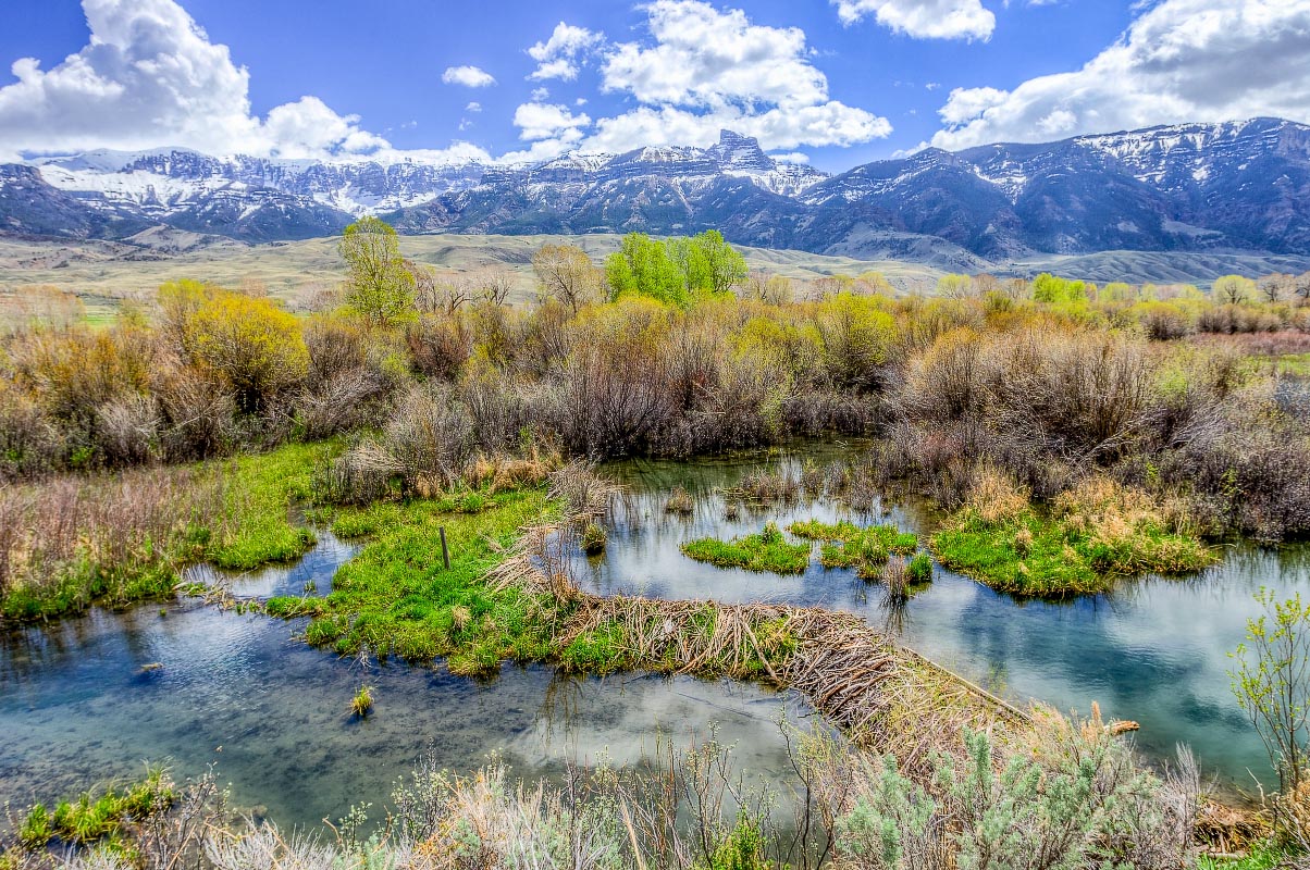 Beaver Dan, South Fork Shoshone Wyoming