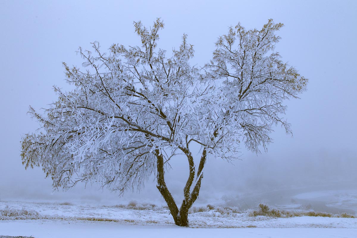 Hoarfrost