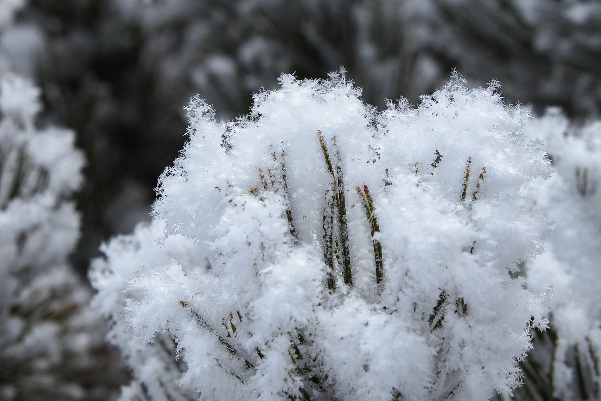 Hoarfrost