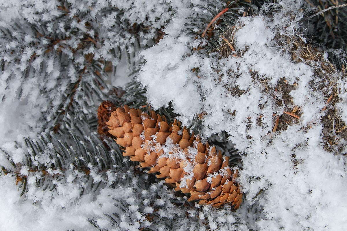 Hoarfrost