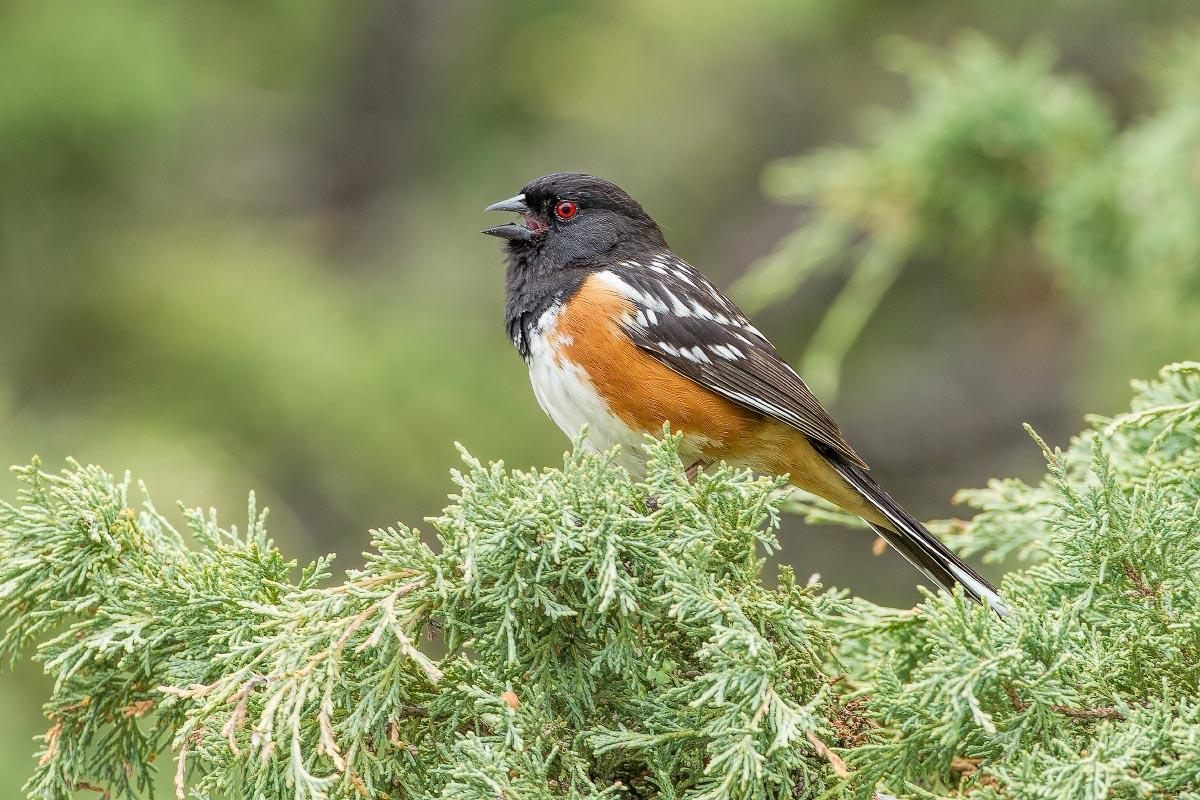 Spotted Towhee Sinks Canyon State Park Wyoming