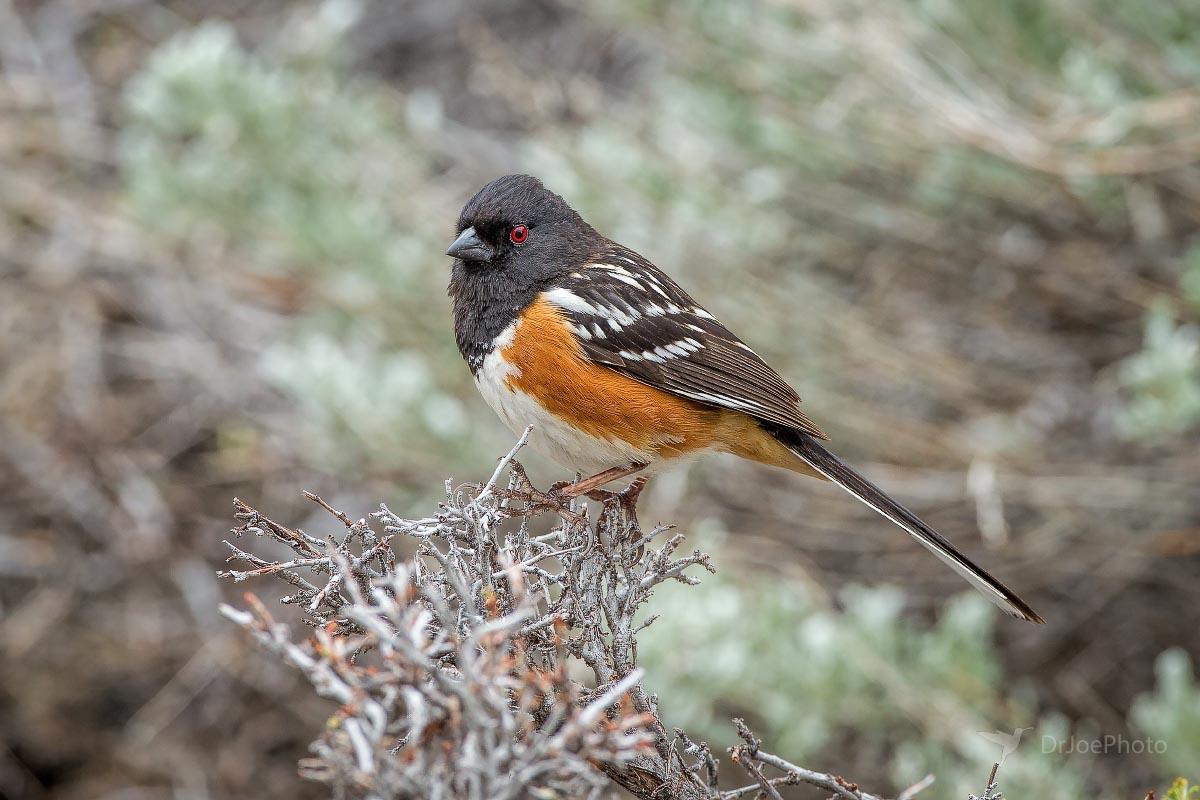 Spotted Towhee Sinks Canyon State Park Wyoming
