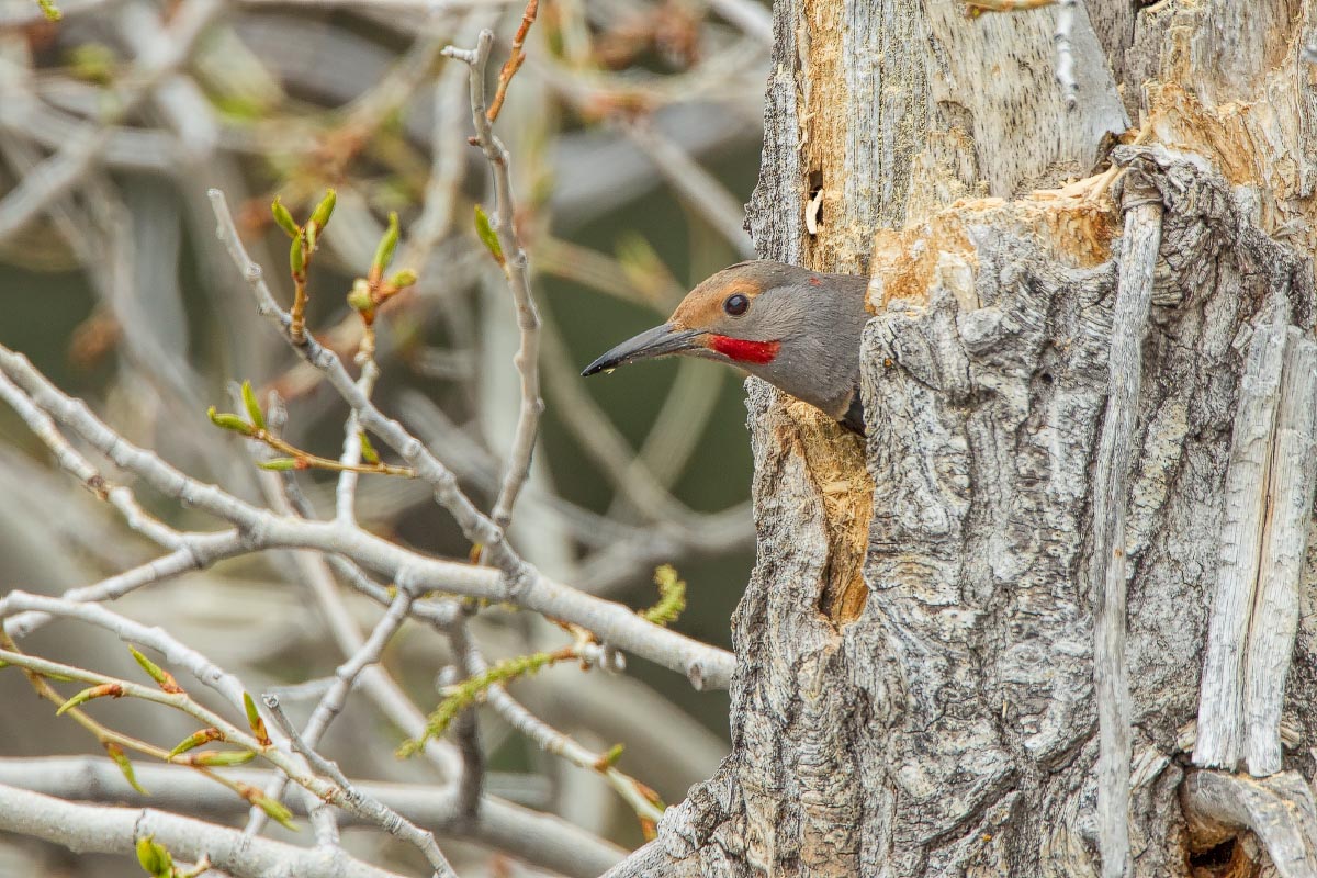 Northern Flicker Sinks Canyon State Park Wyoming