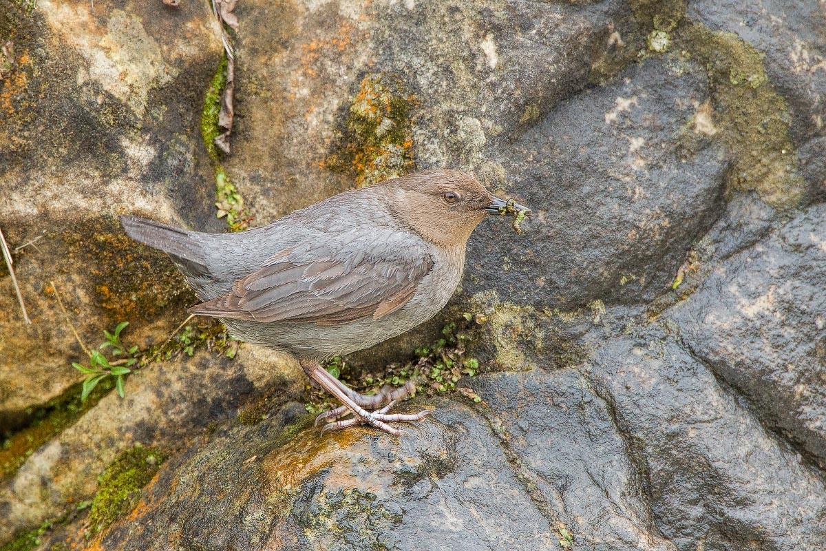 American Dipper Sinks Canyon State Park Wyoming