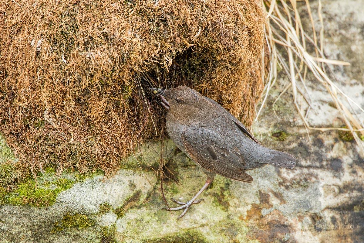 American Dipper Sinks Canyon State Park Wyoming