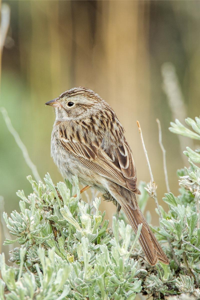 Brewer's Sparrow Wyoming