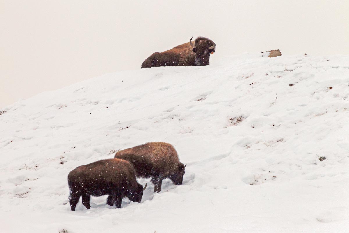 Bison Hot Springs State Park Wyoming