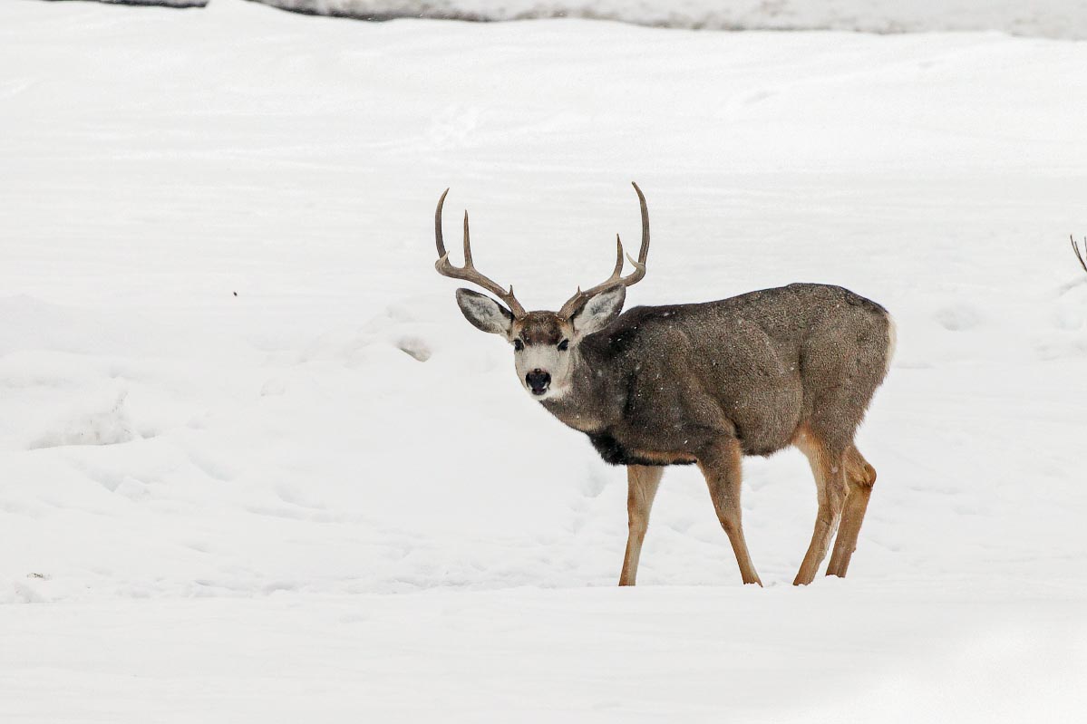 Mule Deer Hot Springs State Park Wyoming