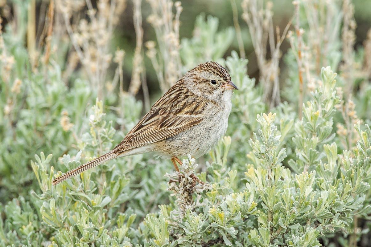 Brewer's Sparrow Wyoming