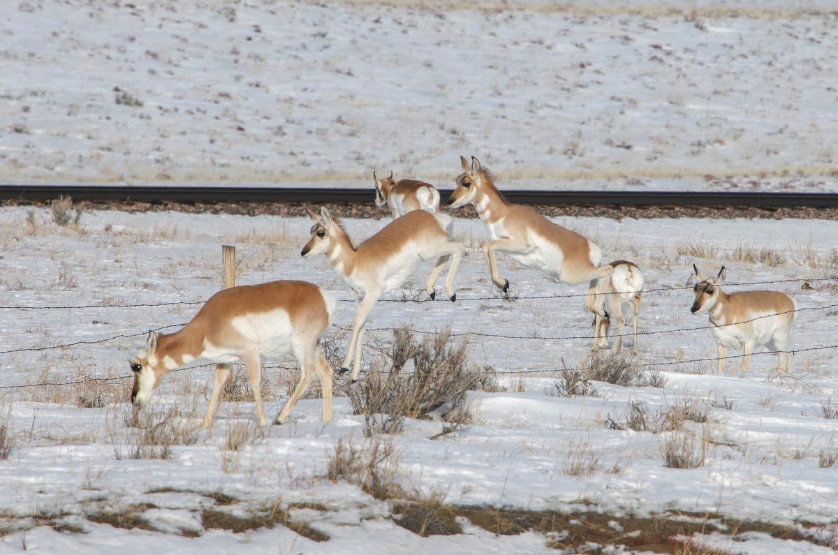 Pronghorn Wyoming