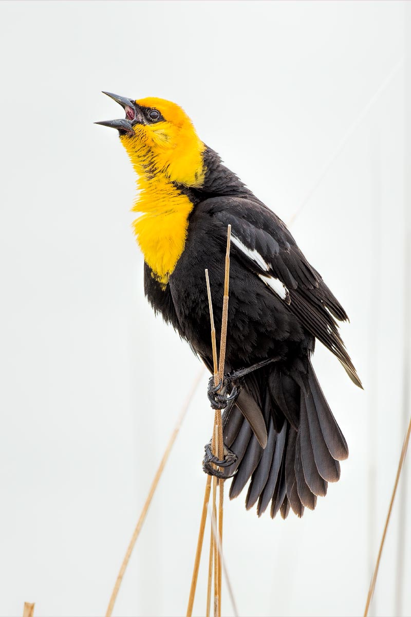 Yellow-headed Blackbird Wyoming