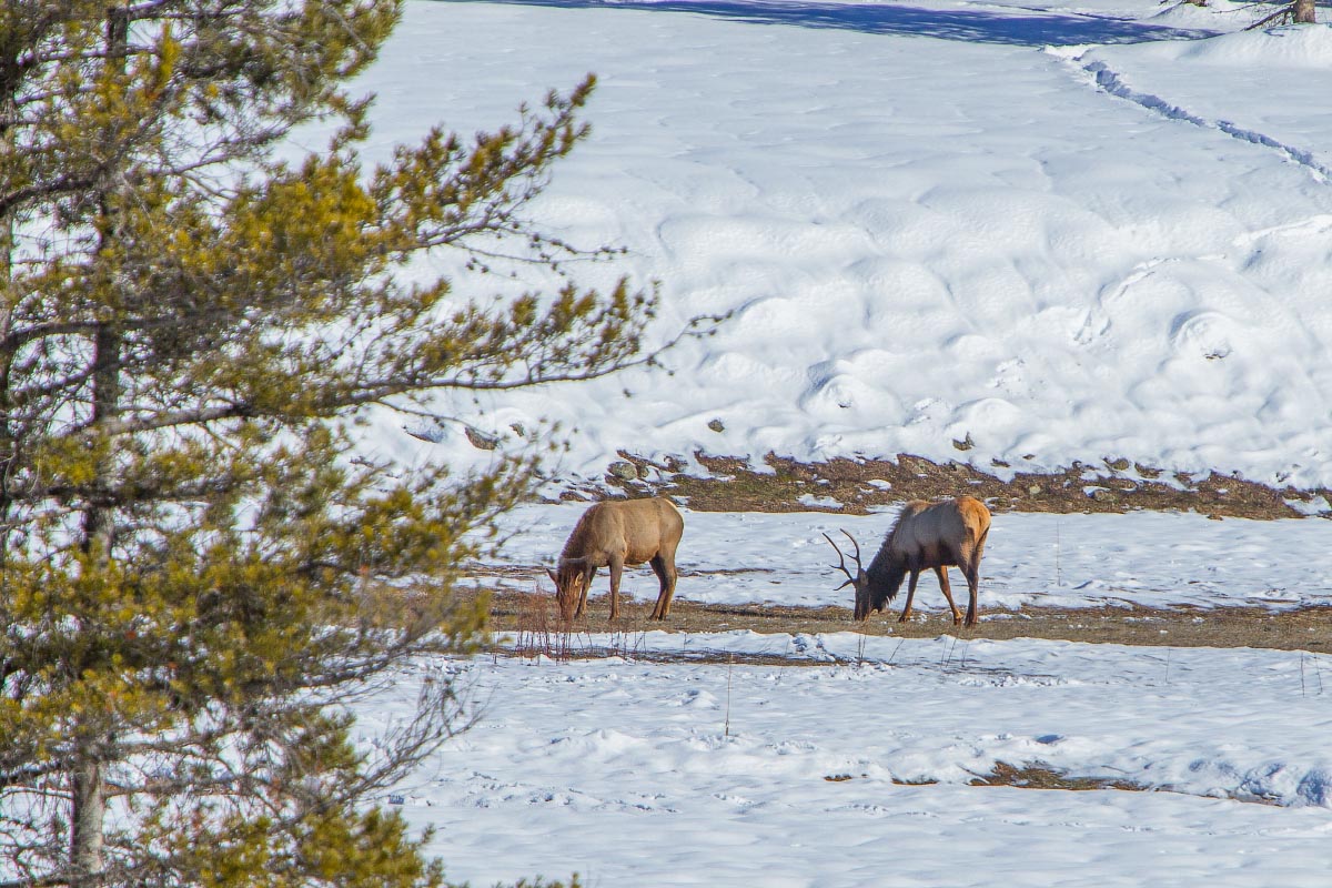Elk Yellowstone Wyoming