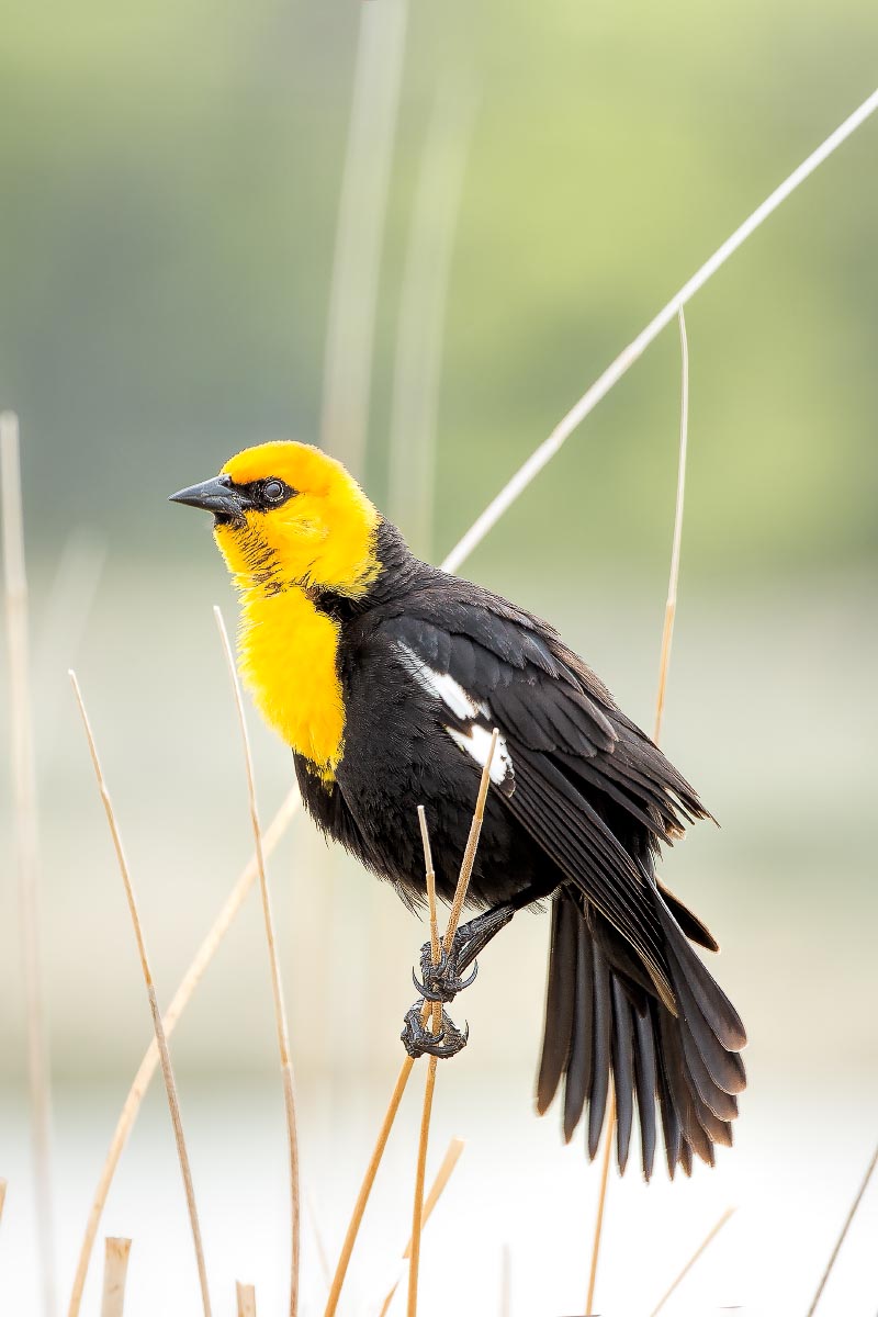 Yellow-headed Blackbird Wyoming