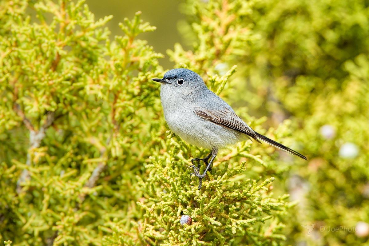 Blue-gray Gnatcatcher Bird's Eye Pass Wyoming