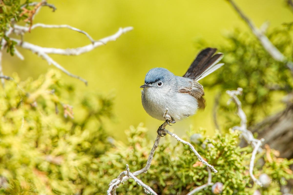 Blue-gray Gnatcatcher Bird's Eye Pass Wyoming