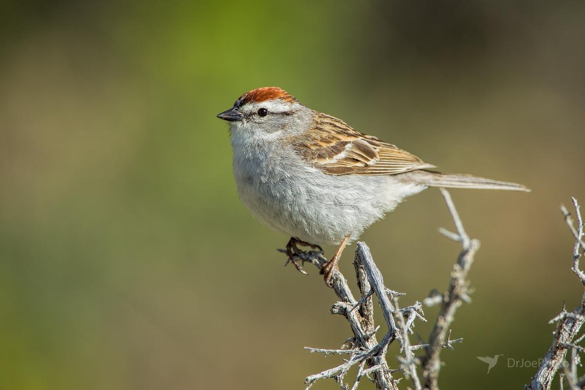 Chipping Sparrow Bird's Eye Pass Wyoming