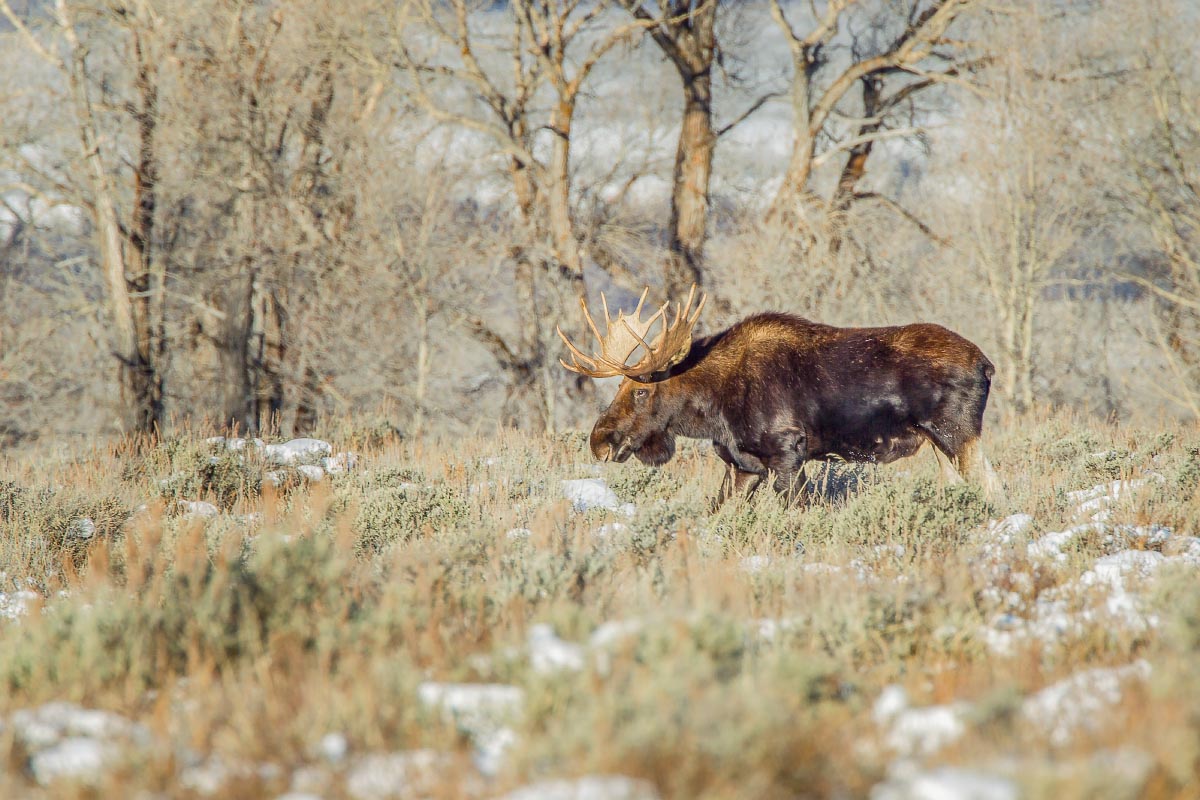 Bull Moose Grand Teton National Park Wyoming