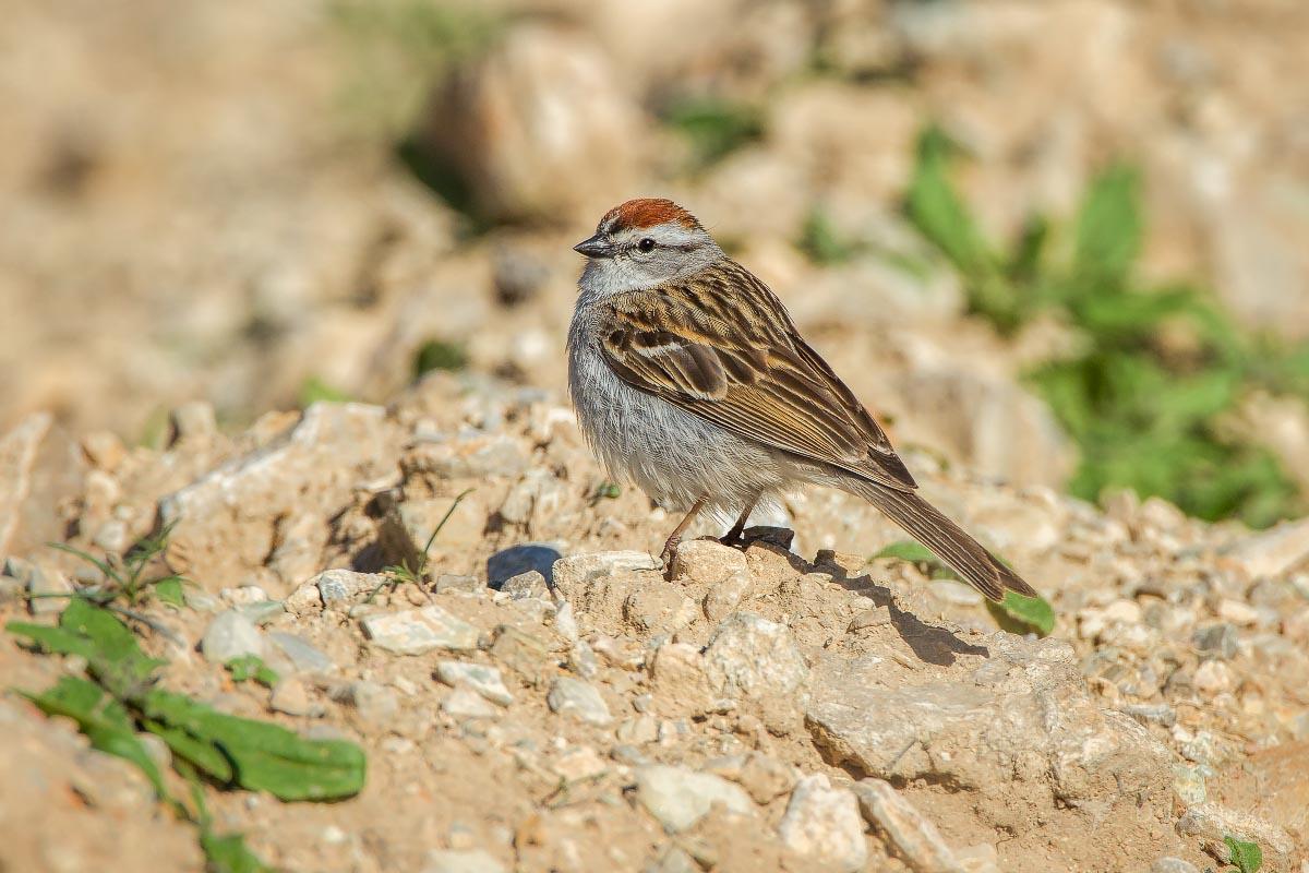 Chipping Sparrow Bird's Eye Pass Wyoming