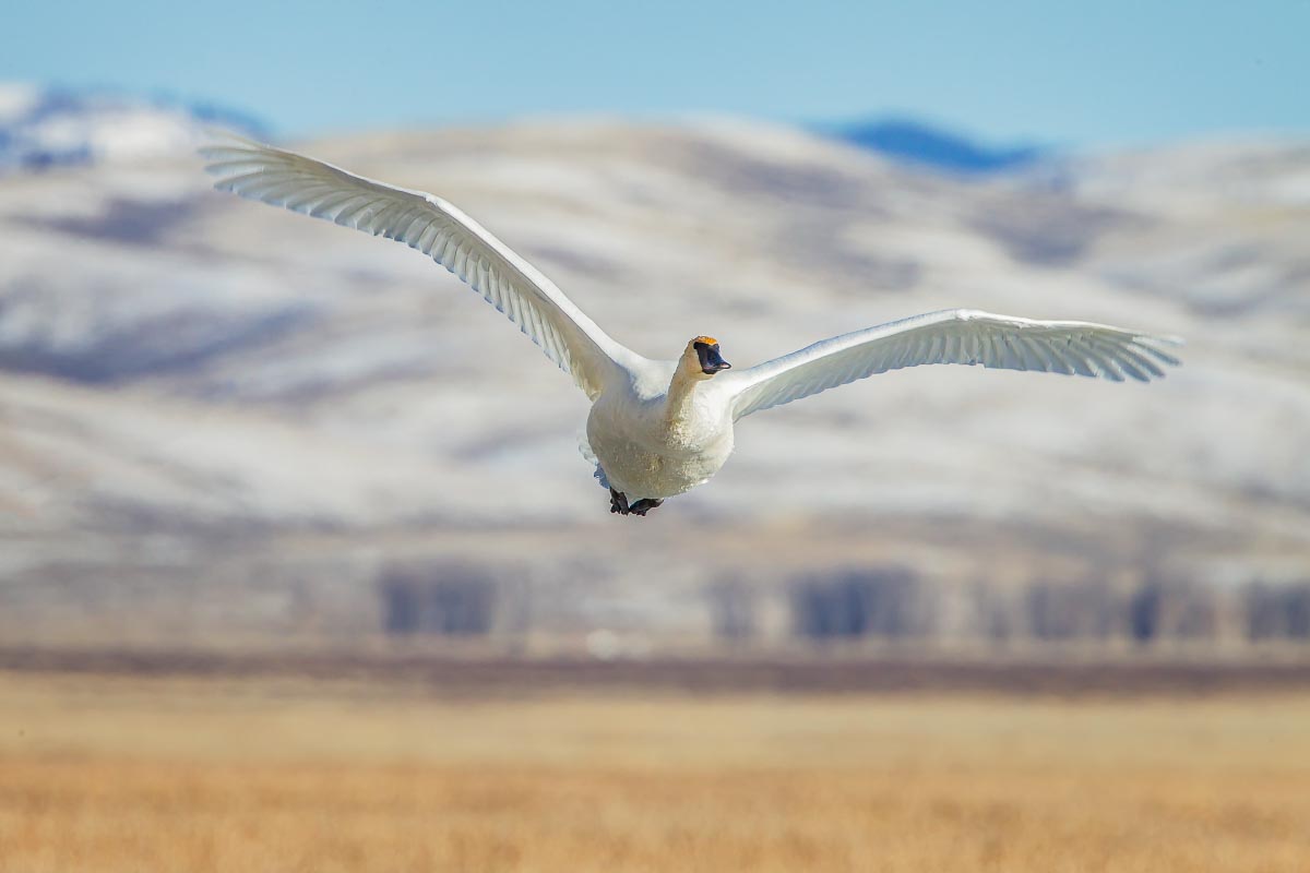 Trumpeter Swan Grand Teton National Park Wyoming