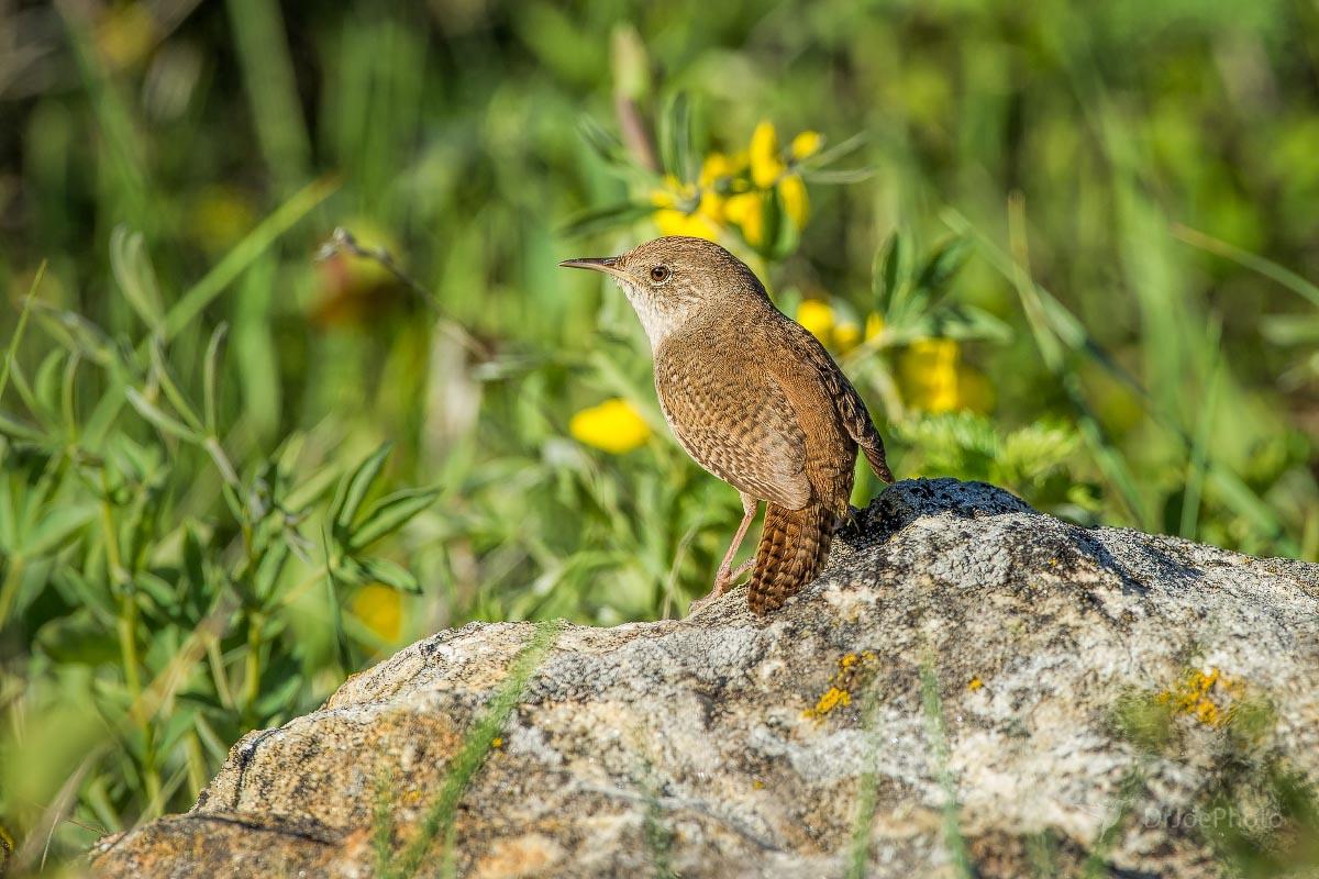 House Wren Casper Mountain Wyoming