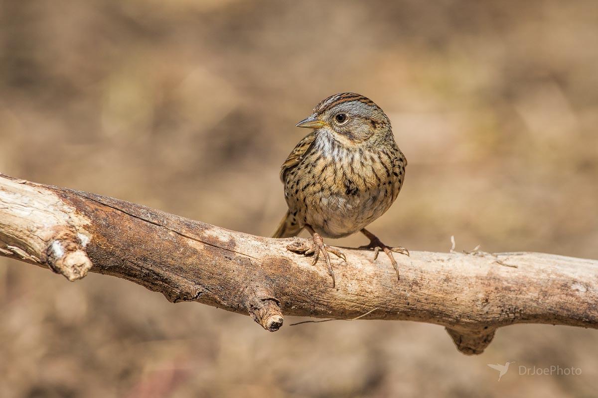 Lincoln's Sparrow Casper Mountain Wyoming