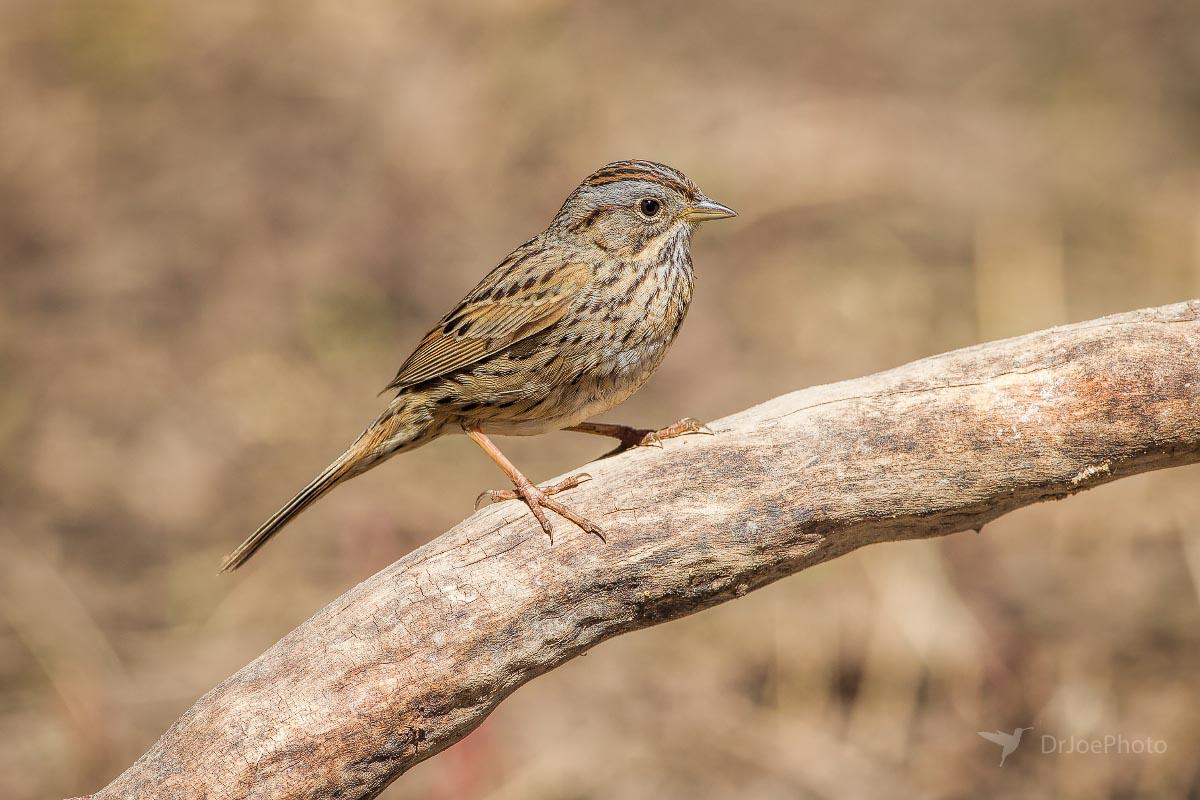 Lincoln's Sparrow Casper Mountain Wyoming