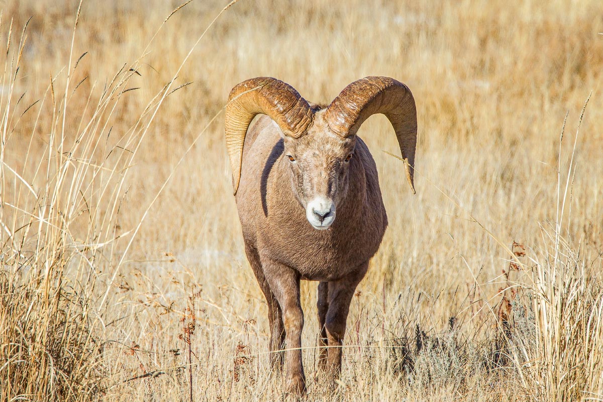 Big Horn Sheep Grand Teton National Park Wyoming
