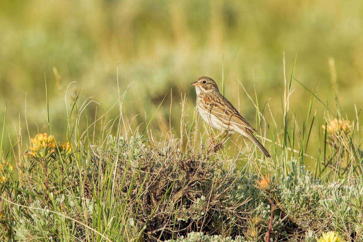 Vesper Sparrow Wyoming